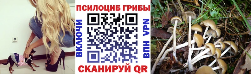 Купить закладки  Няндома  Псилоцибиновые грибы Cubensis 